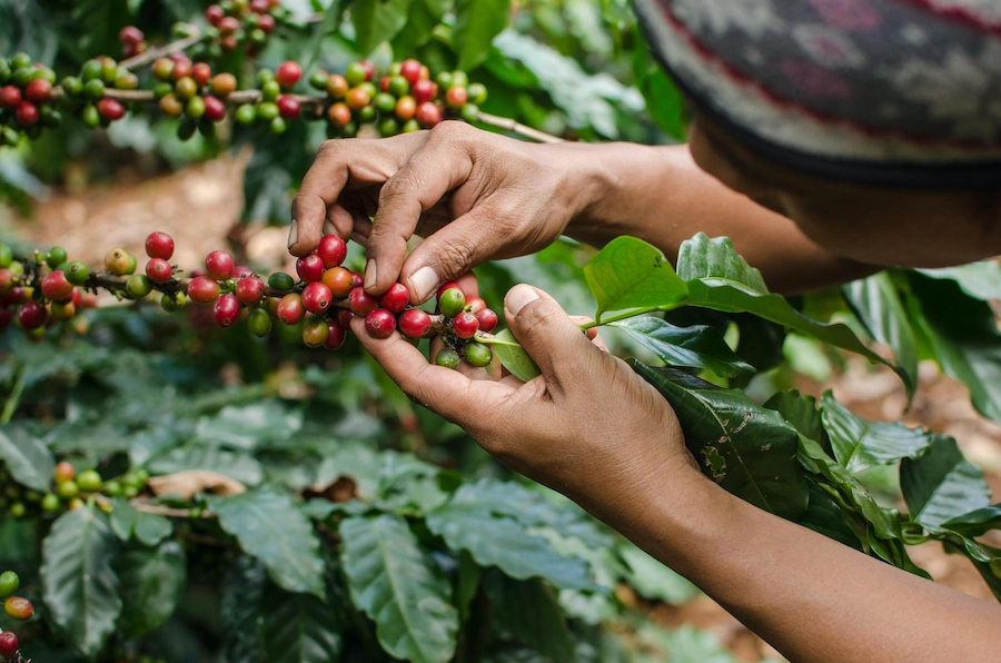 Thương hiệu cà phê Việt Nam không mạnh về sản phẩm chế biến (ảnh: GreenBiz).